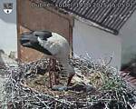 Capi_Dubne_20250514_150502.jpg