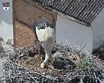 Capi_Dubne_20250514_151503.jpg
