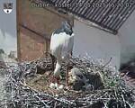 Capi_Dubne_20250514_152002.jpg