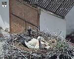 Capi_Dubne_20250514_152502.jpg