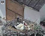 Capi_Dubne_20250514_153003.jpg