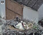 Capi_Dubne_20250514_155002.jpg