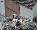 Capi_Dubne_20250514_160502.jpg
