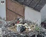 Capi_Dubne_20250514_161002.jpg