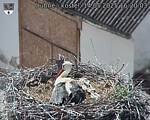 Capi_Dubne_20250514_162003.jpg