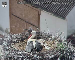 Capi_Dubne_20250514_162003.jpg (1350 x 1080)