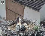 Capi_Dubne_20250514_162502.jpg