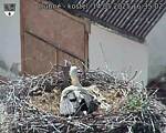 Capi_Dubne_20250514_163502.jpg