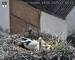 Capi_Dubne_20250514_170502.jpg