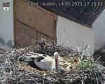Capi_Dubne_20250514_171502.jpg