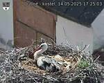 Capi_Dubne_20250514_172503.jpg