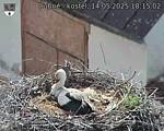 Capi_Dubne_20250514_181502.jpg