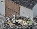 Capi_Dubne_20250514_182003.jpg