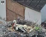 Capi_Dubne_20250514_183503.jpg