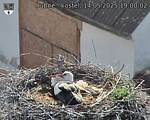 Capi_Dubne_20250514_190003.jpg