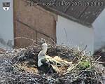 Capi_Dubne_20250514_192003.jpg