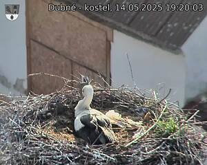 Capi_Dubne_20250514_192003.jpg (1350 x 1080)