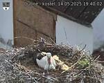 Capi_Dubne_20250514_194002.jpg