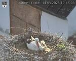Capi_Dubne_20250514_194503.jpg
