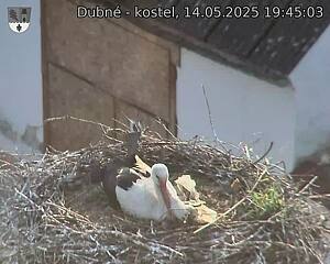 Capi_Dubne_20250514_194503.jpg (1350 x 1080)