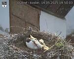 Capi_Dubne_20250514_195003.jpg