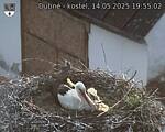 Capi_Dubne_20250514_195502.jpg