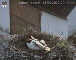 Capi_Dubne_20250514_200003.jpg