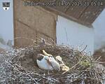 Capi_Dubne_20250514_200504.jpg