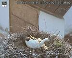 Capi_Dubne_20250514_201002.jpg