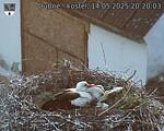 Capi_Dubne_20250514_202003.jpg