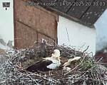 Capi_Dubne_20250514_203003.jpg