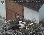 Capi_Dubne_20250514_203503.jpg