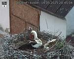 Capi_Dubne_20250514_204504.jpg