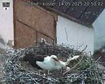 Capi_Dubne_20250514_205002.jpg