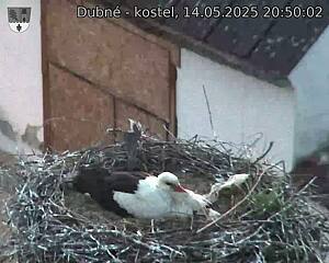 Capi_Dubne_20250514_205002.jpg (1350 x 1080)