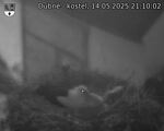 Capi_Dubne_20250514_211002.jpg