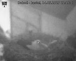 Capi_Dubne_20250514_211503.jpg