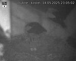 Capi_Dubne_20250514_230502.jpg