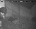 Capi_Dubne_20250514_235002.jpg