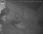 Capi_Dubne_20250514_235503.jpg