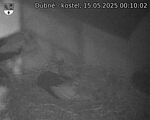 Capi_Dubne_20250515_001002.jpg