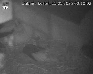 Capi_Dubne_20250515_001002.jpg (1350 x 1080)