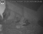 Capi_Dubne_20250515_002502.jpg
