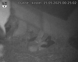 Capi_Dubne_20250515_002502.jpg (1350 x 1080)