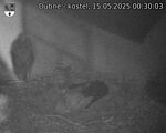 Capi_Dubne_20250515_003003.jpg