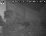 Capi_Dubne_20250515_004503.jpg