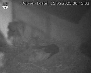 Capi_Dubne_20250515_004503.jpg (1350 x 1080)