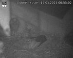 Capi_Dubne_20250515_005502.jpg