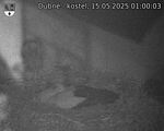 Capi_Dubne_20250515_010003.jpg
