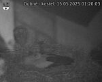 Capi_Dubne_20250515_012003.jpg